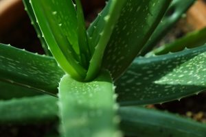 Aloe Vera Saft aus der gleichnamigen Pflanze